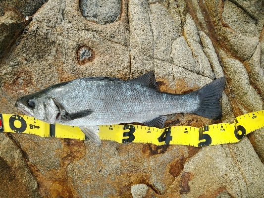 良い日に当たりました