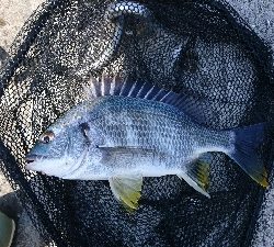 のっこみが終わったのか