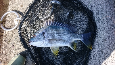 のっこみが終わったのか