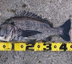 久しぶりに 朝早く