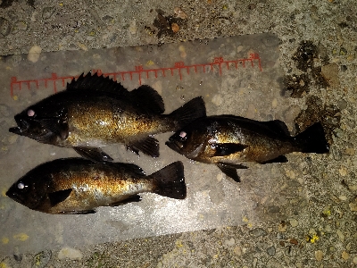 泣きながらかへる。