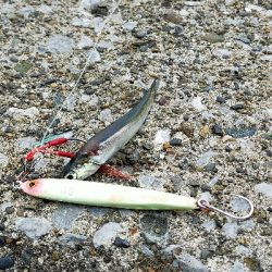 サバの回遊がありました