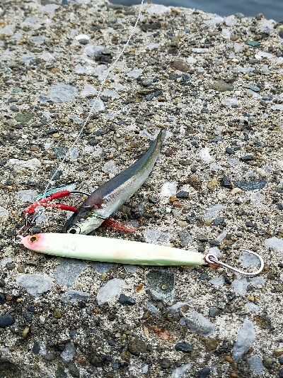 サバの回遊がありました