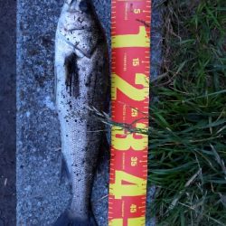 夕マヅメシーバス