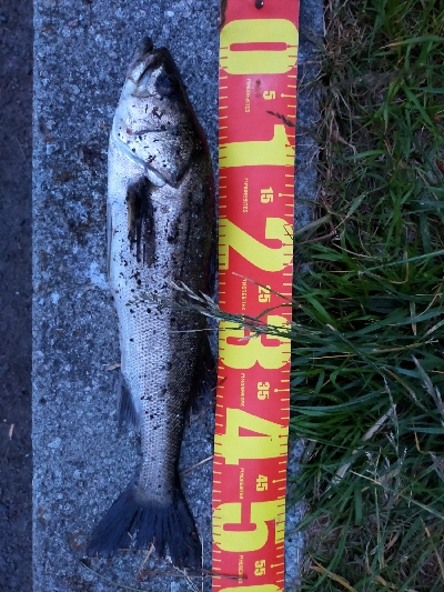 夕マヅメシーバス