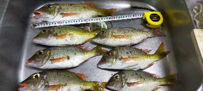 西表島リーフ釣り