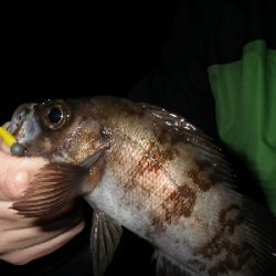 ナイトゲーム～朝まずめに突入