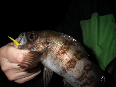 ナイトゲーム～朝まずめに突入