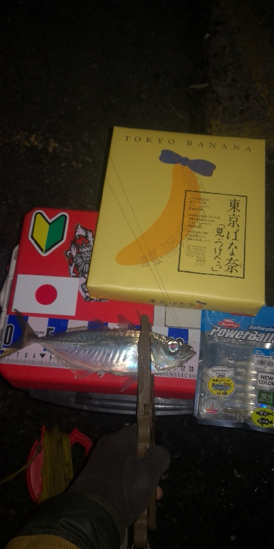 アジング練習　265　