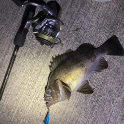 デカメバルではじめ