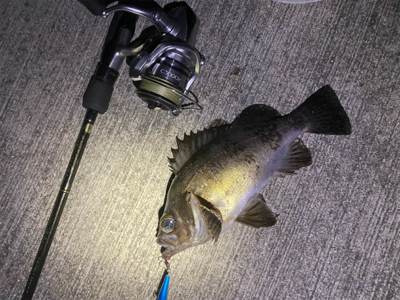 デカメバルではじめ