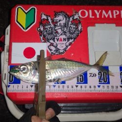 アジング練習　266