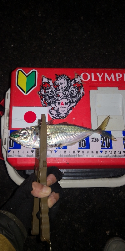 アジング練習　266