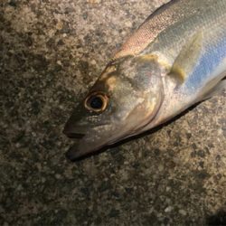 シーバスフィッシング