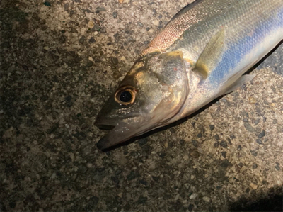 シーバスフィッシング