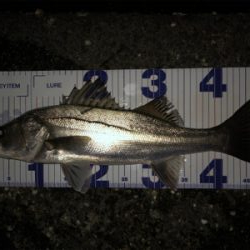 春らしくなってきました