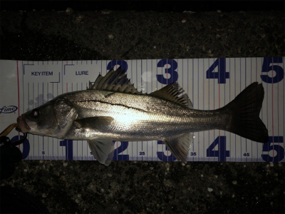 春らしくなってきました