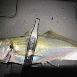 アジング　ガチ