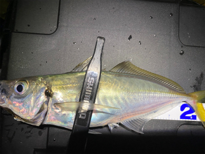 アジング　ガチ