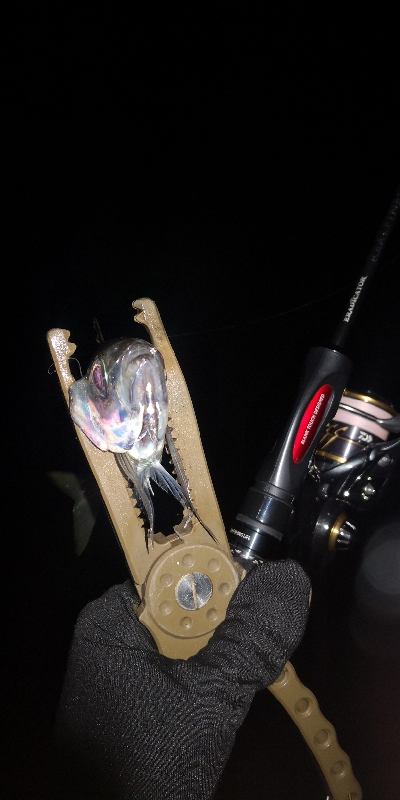 アジング練習　268