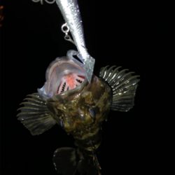 根魚の活性高め