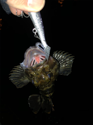 根魚の活性高め