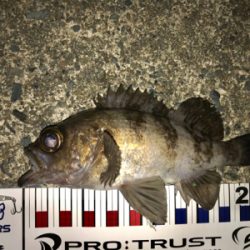 エステル0.3でチヌ！