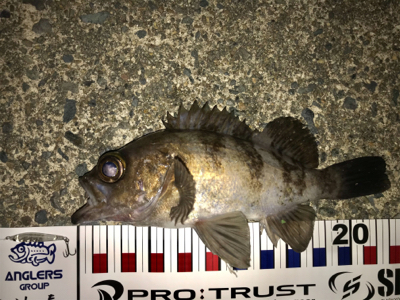 エステル0.3でチヌ！