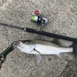 今日もボコボコ