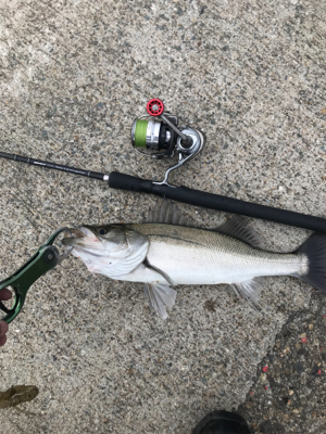 今日もボコボコ