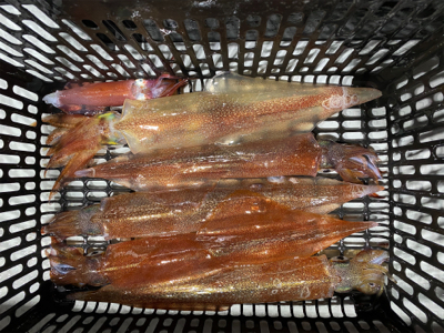 ヤリイカメタル