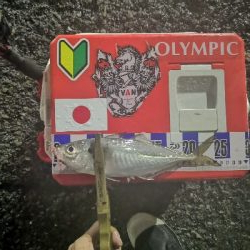 アジング練習　269 　