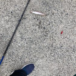 シーズン前の堤防キス釣り！！