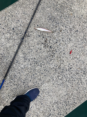 シーズン前の堤防キス釣り！！