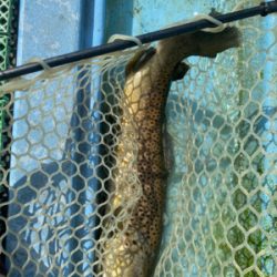 栃木総合運動場フィッシング