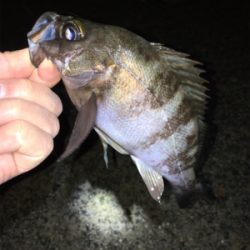 雨上がりのメバル