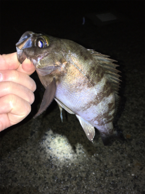 雨上がりのメバル