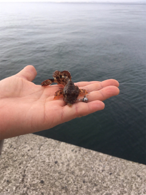 ライトゲームにまさかの…