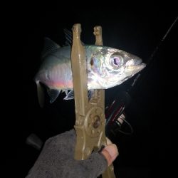 アジング練習　271