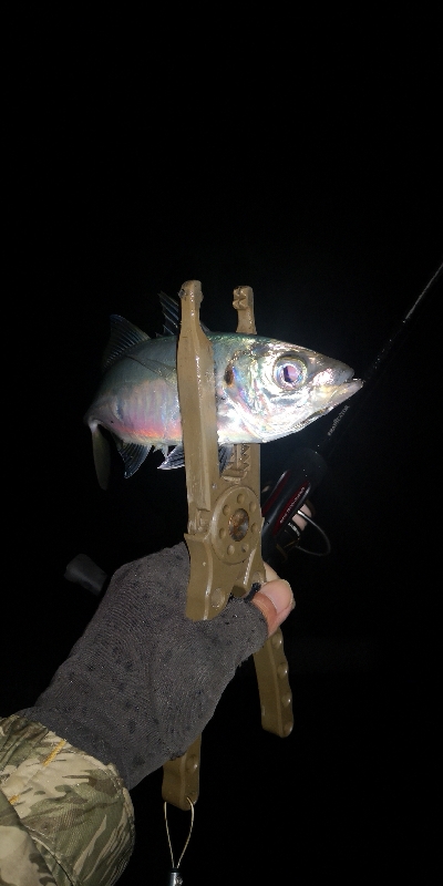 アジング練習　271