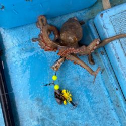 明石タコ　開幕戦