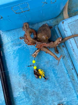 明石タコ　開幕戦