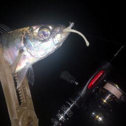 アジング練習　272