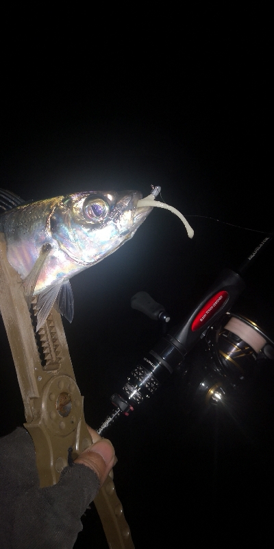 アジング練習　272