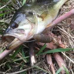 サイズは伸びず