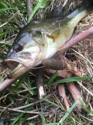 サイズは伸びず