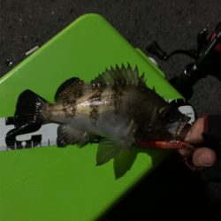 アジング時々メバリング