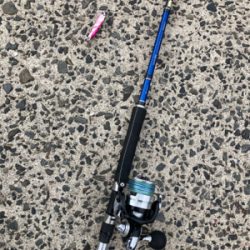 仕事前に朝マズメフラットフィッシュ狙いで巨エソ！！