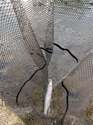 黒保根渓流フィッシング