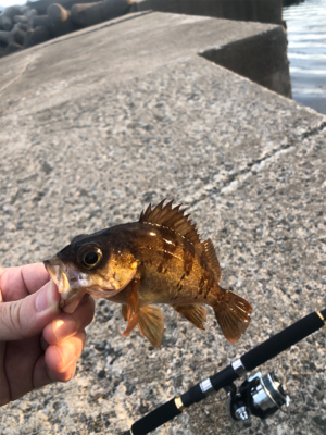 メバリング タコ？